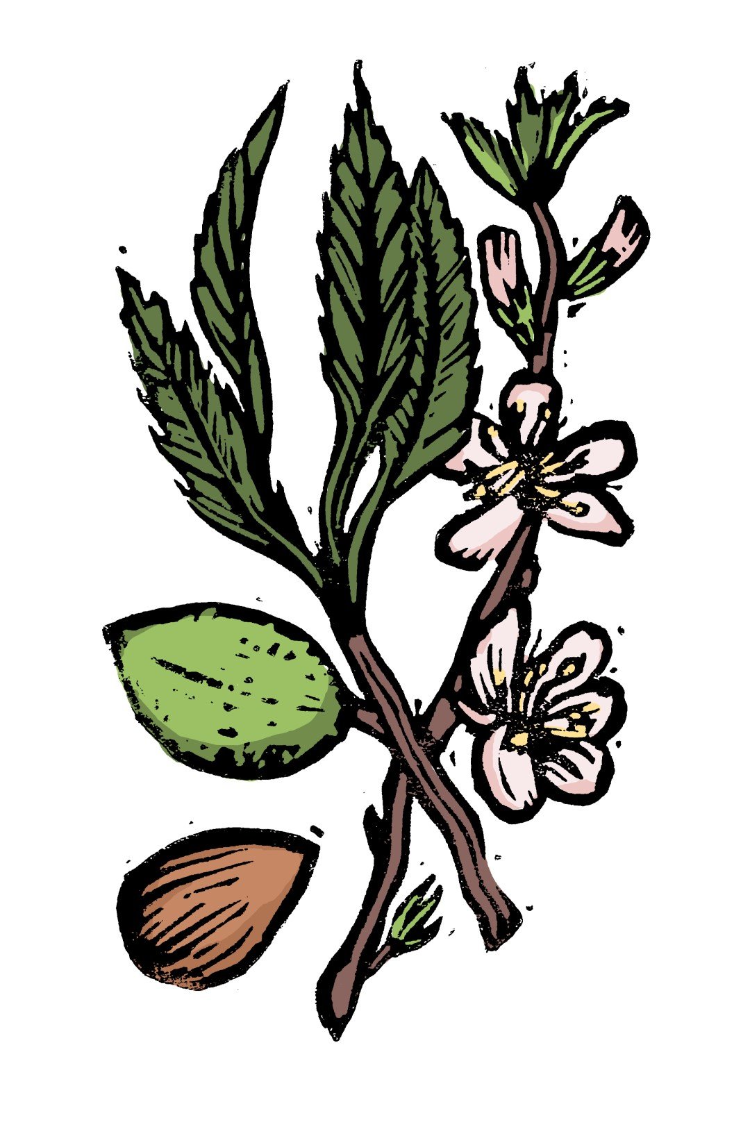 01_a_bitter almonds (Large).jpg
