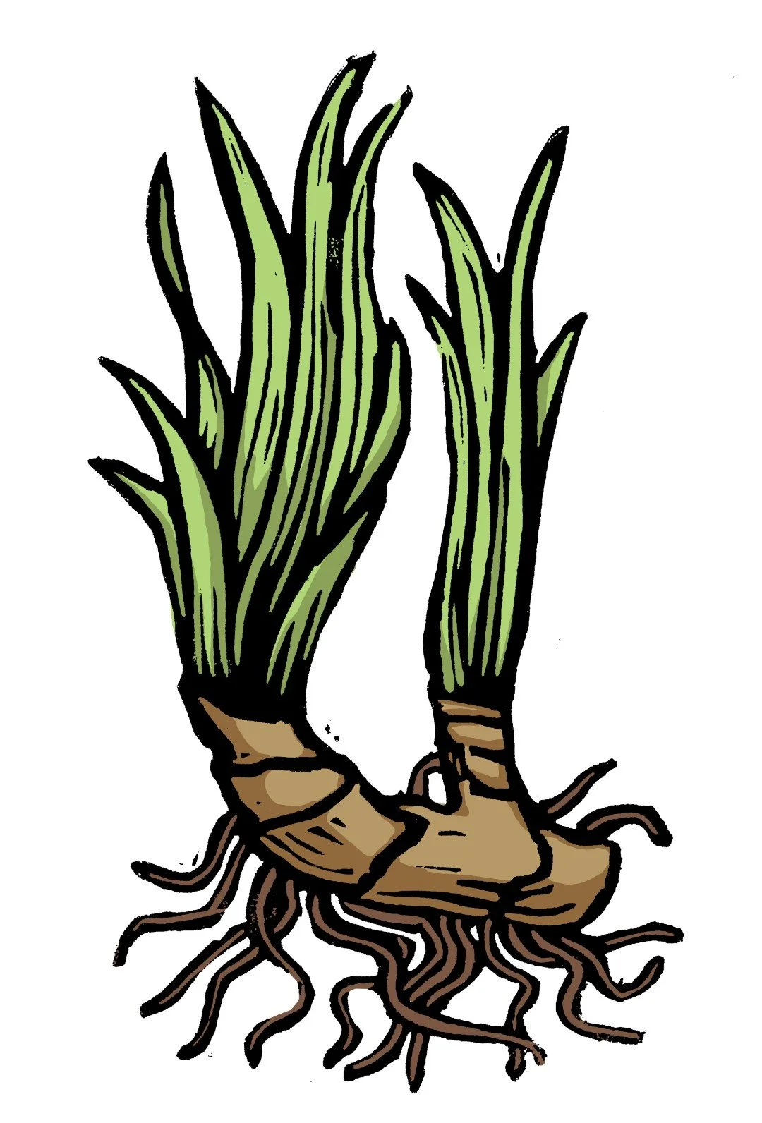 05_a_calamus (Large).jpg