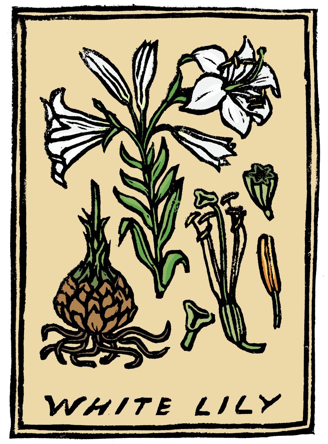 01_b_lilium (Large).jpg