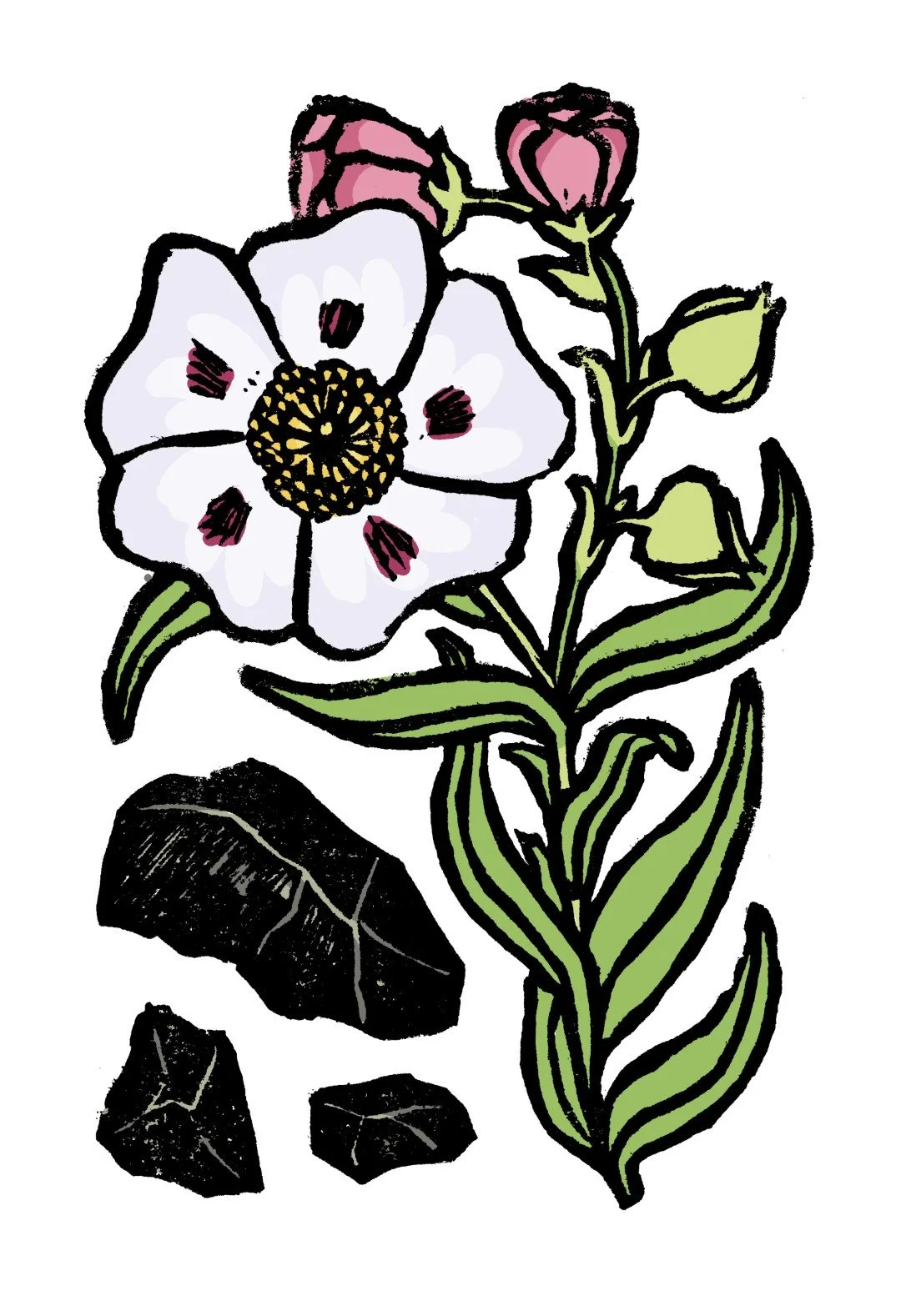 12_a_cistus (Large).jpg