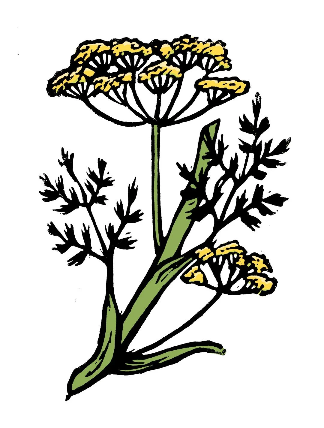 10_a_galbanum (Large).jpg