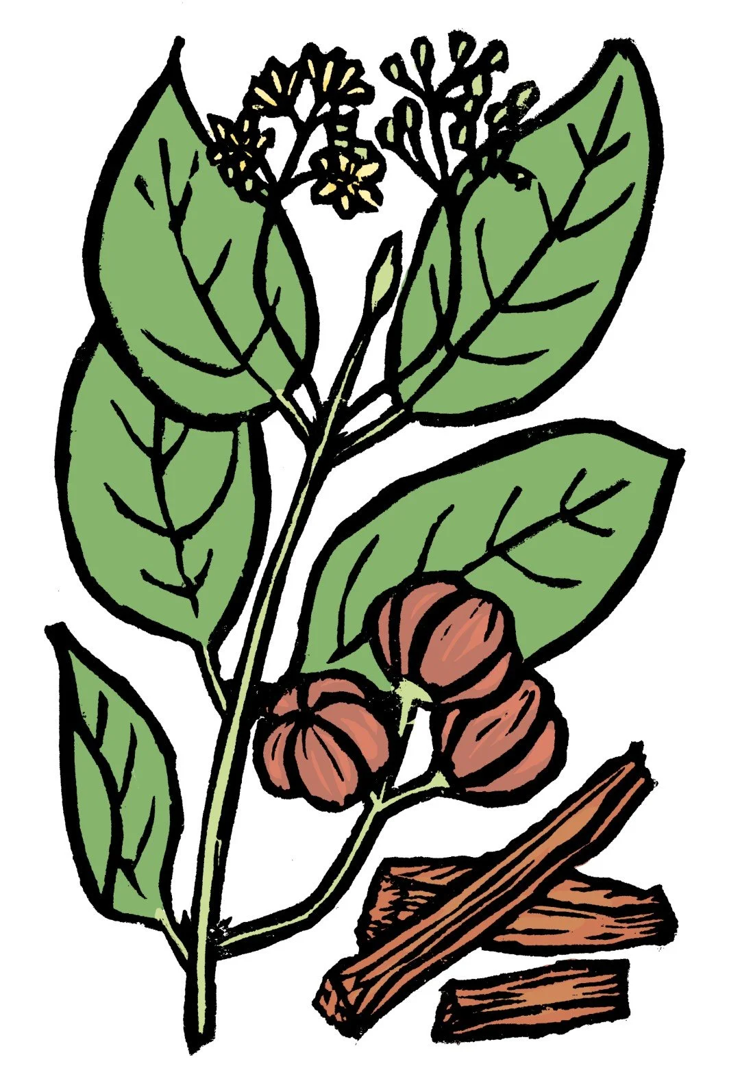 13_a_ocotea (Large).jpg