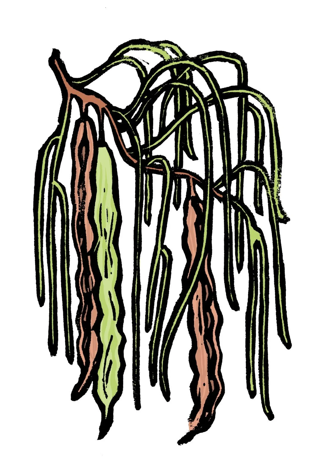 05_a_moringa (Large).jpg