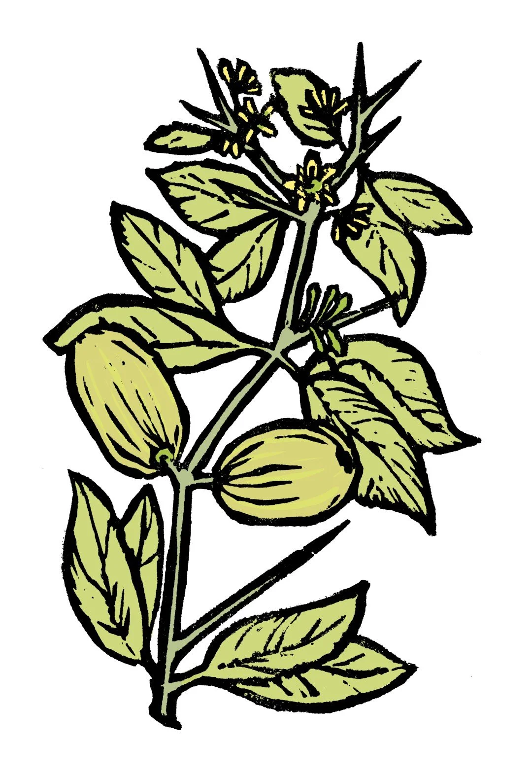 04_a_balanites (Large).jpg