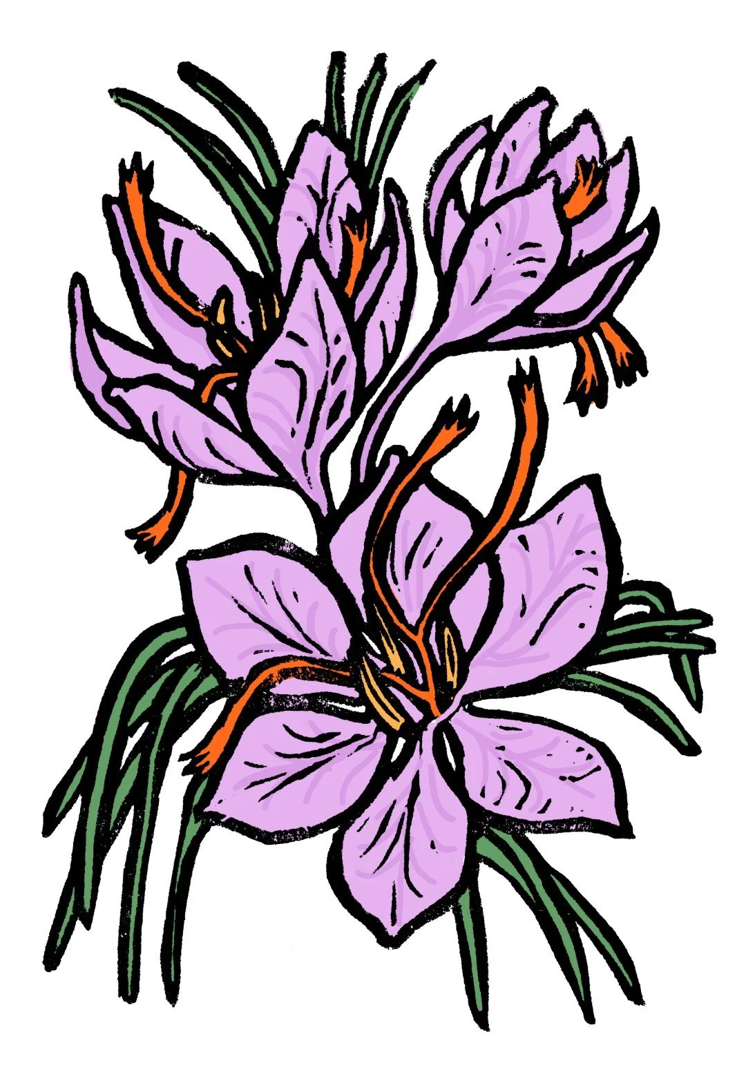 06_a_saffron (Large).jpg