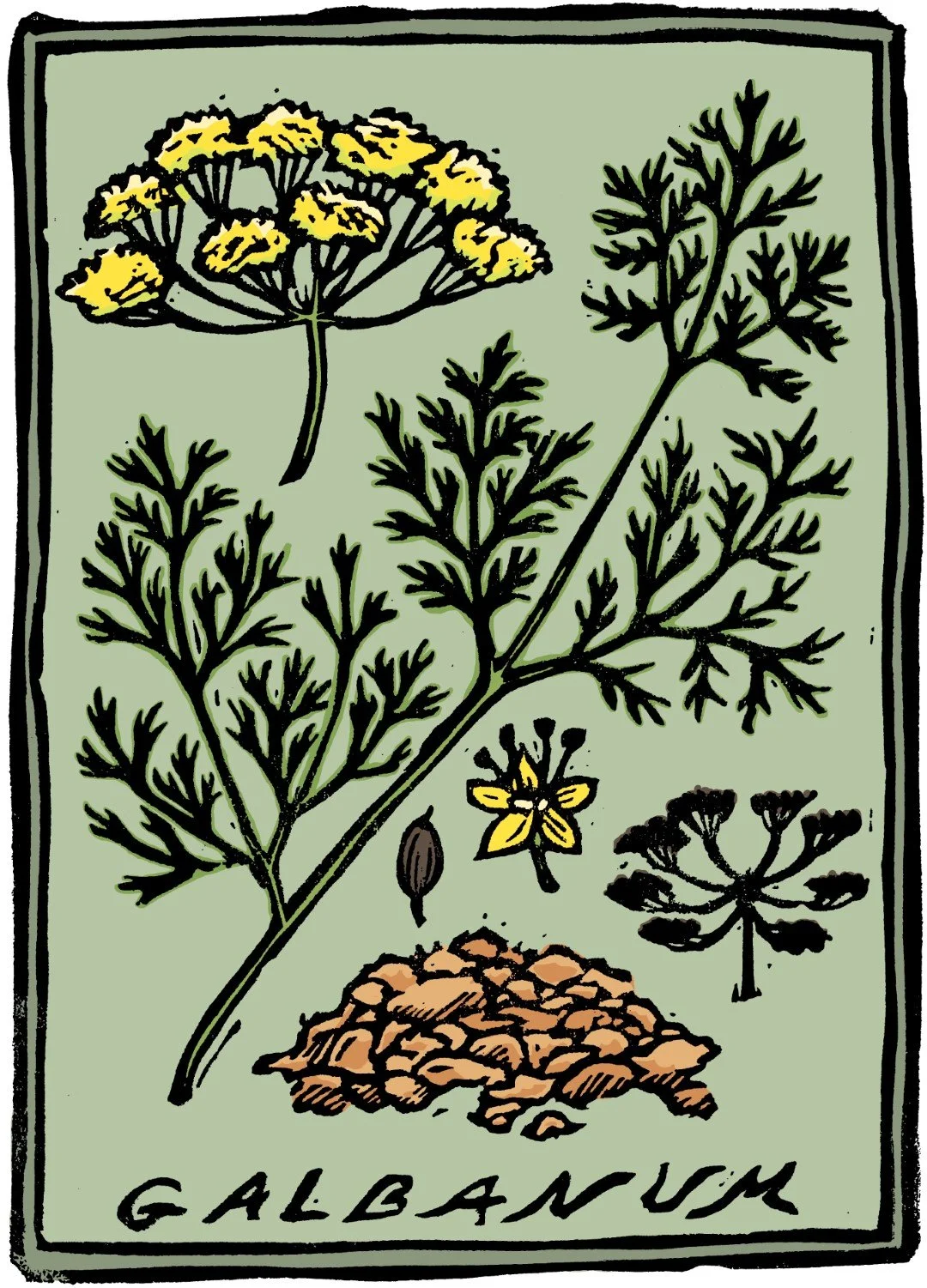 10_b_galbanum (Large).jpg