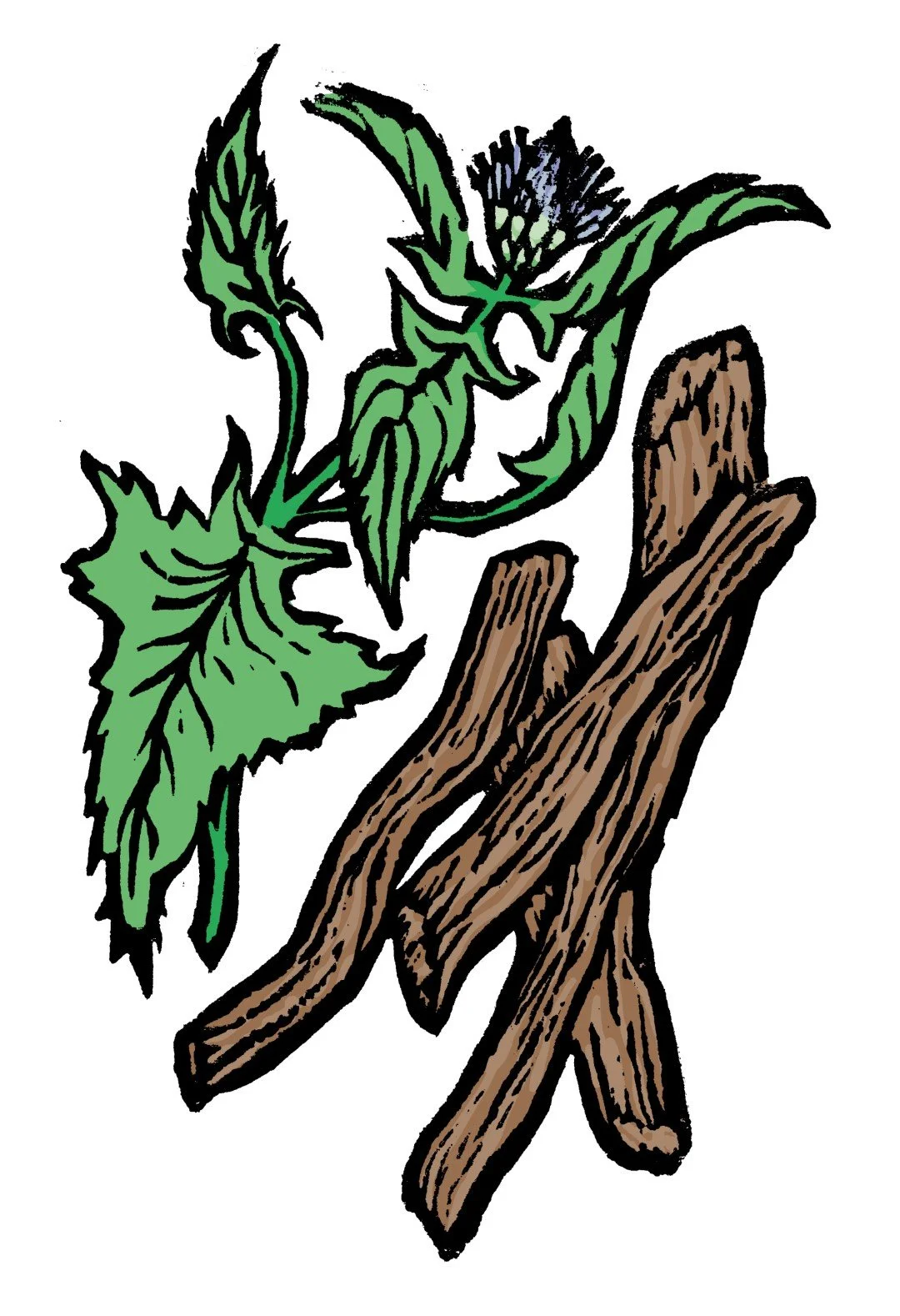 10_a_saussurea (Large).jpg