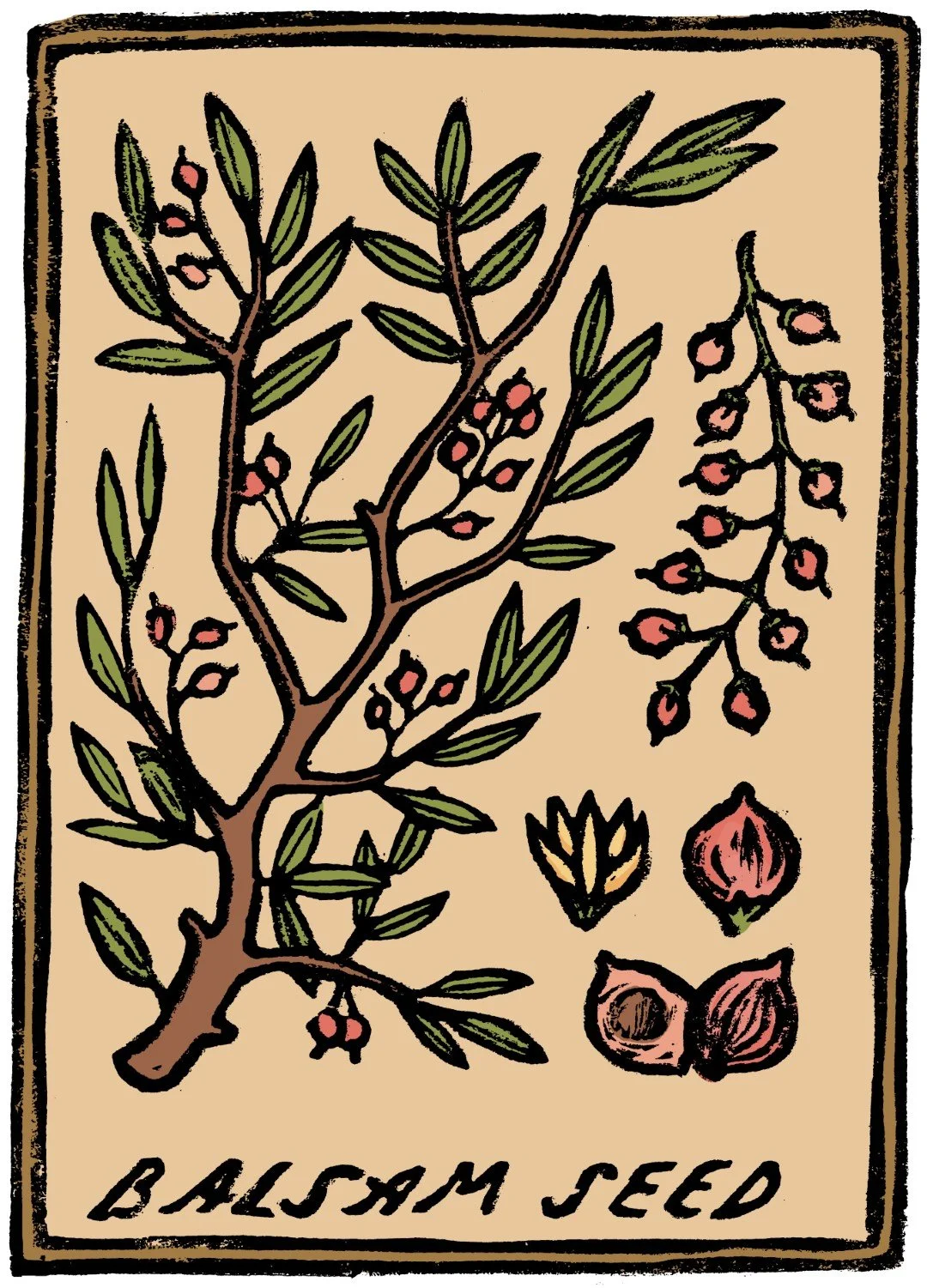 09_b_balsam seed (Large).jpg