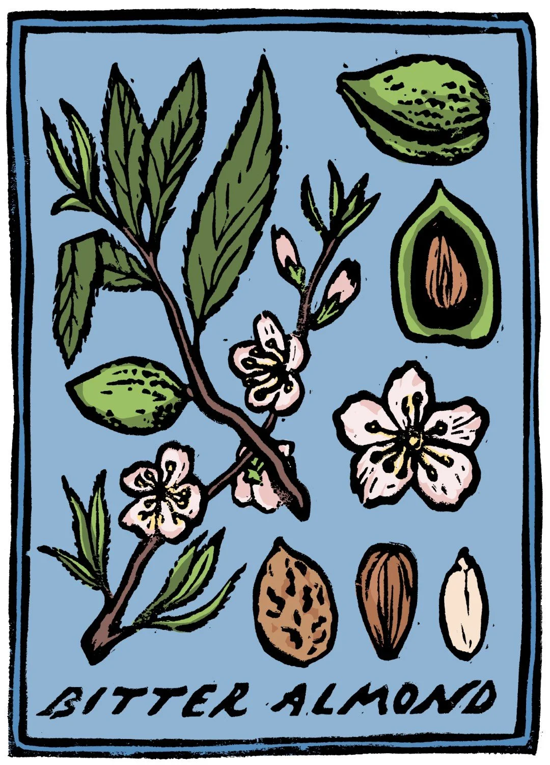 01_b_bitter almonds (Large).jpg