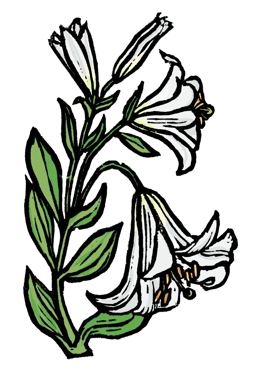 01_a_lilium (Large).jpg