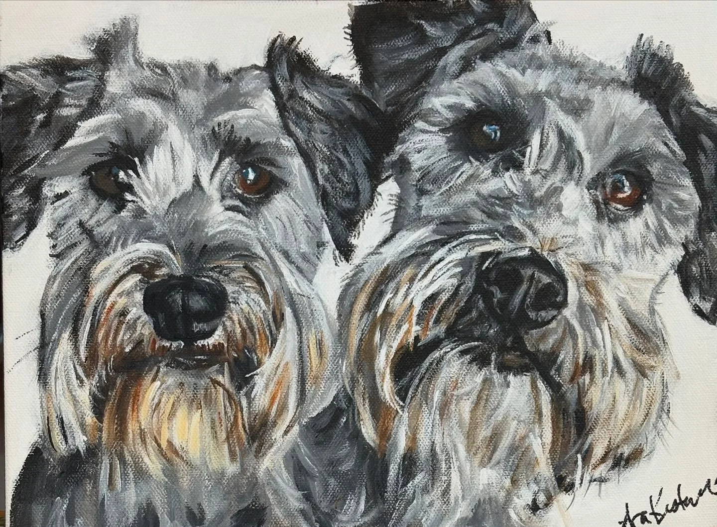 Say hello to Luna and Dakota! These two  beautiful schnauzer sisters were sweet, shy and happiest in the company of their family.  They were escape artists and skilled potato thieves who through determination and smarts were able to open a closed pan
