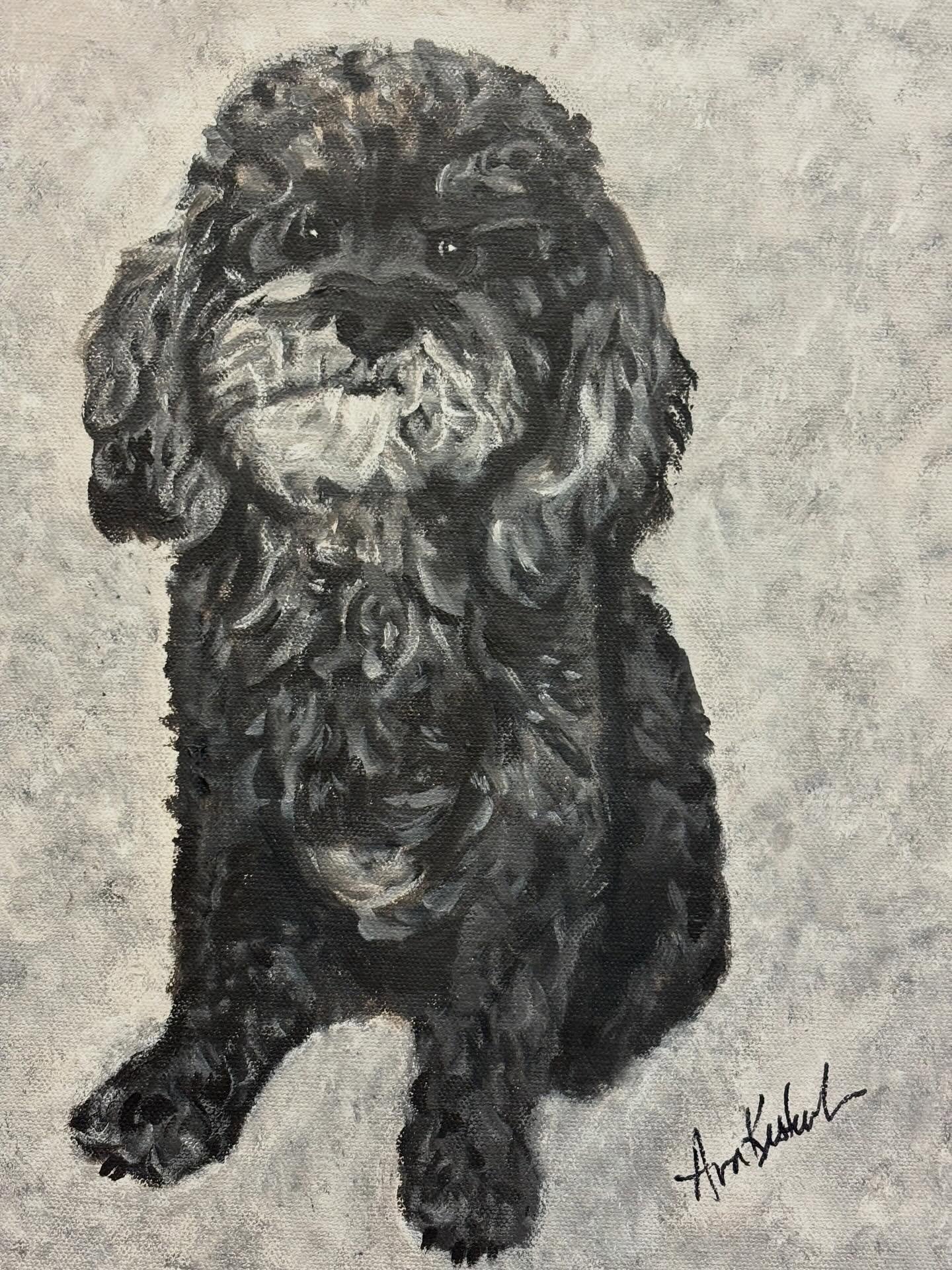 Meet motivated Murphy, a nine year old cockapoo.  What he lacks in physical size, weighing in at only 13 pounds, he makes up with his big personality!! He is confident, astute and eager to please, following commands easily, bringing his humans a drop