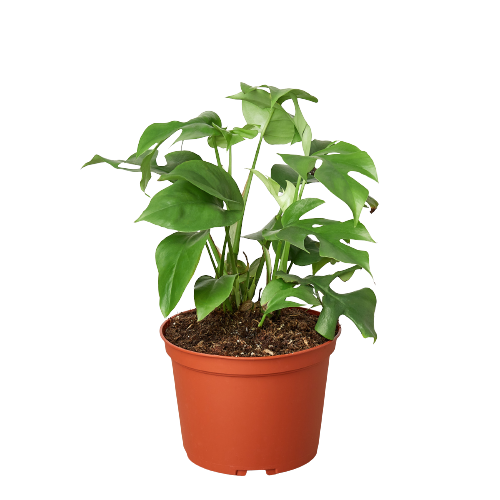 Raphidophora tetrasperma: Bạn yêu thích cây trồng trong nhà? Hãy xem hình ảnh của Raphidophora tetrasperma, một cây được nhiều người yêu thích vì vẻ đẹp và tính dễ trồng của nó. Hãy khám phá thêm về cây trong hình ảnh này để tìm hiểu cách bảo quản và chăm sóc cho nó.