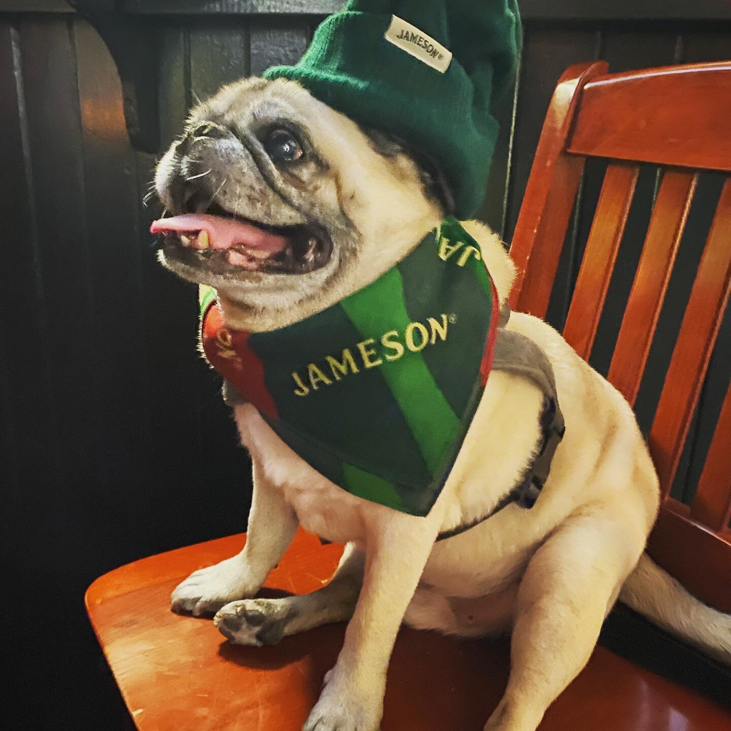 Bosley is the boss 🦴
#dogsofinstagram #Jameson