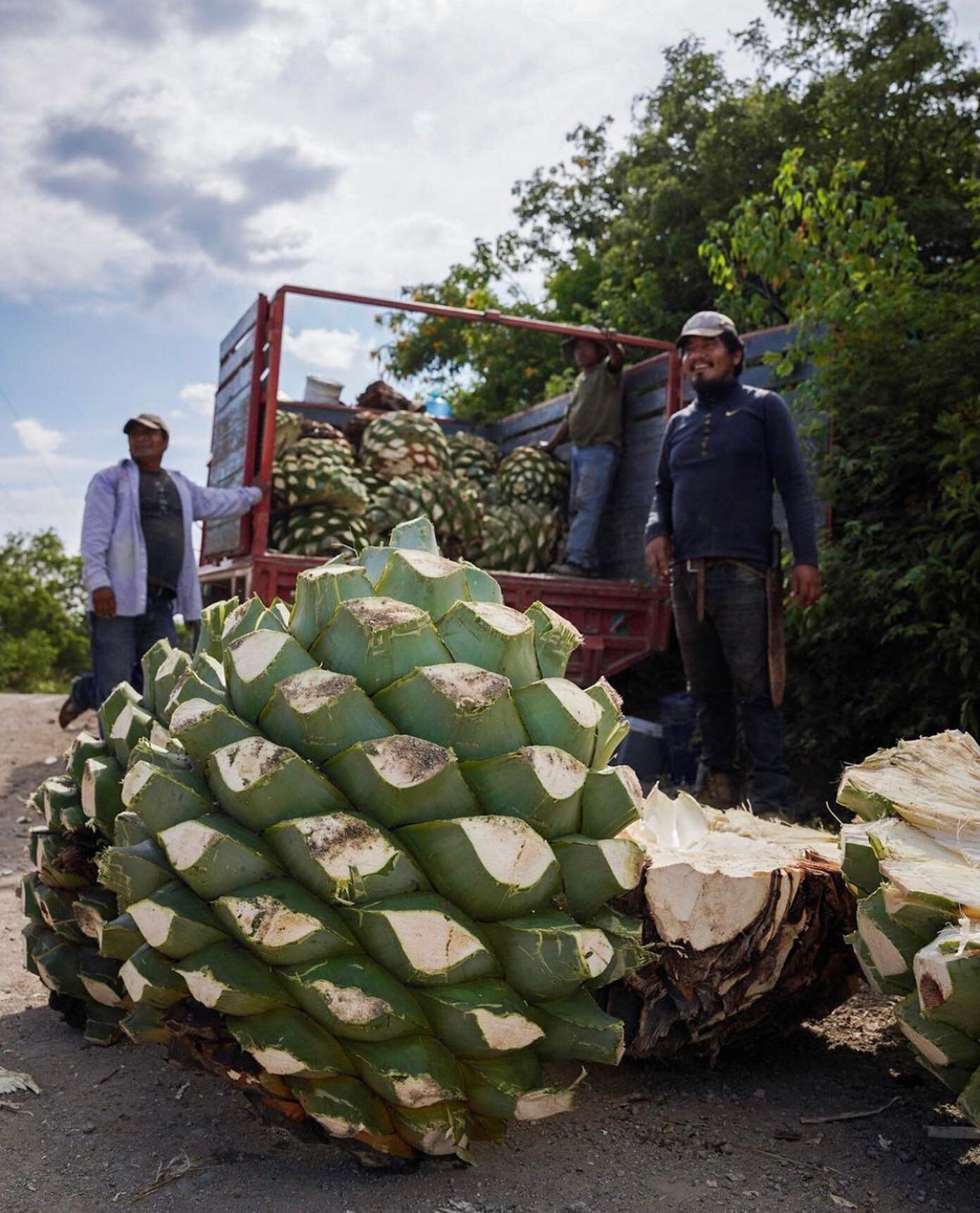 Mezcal