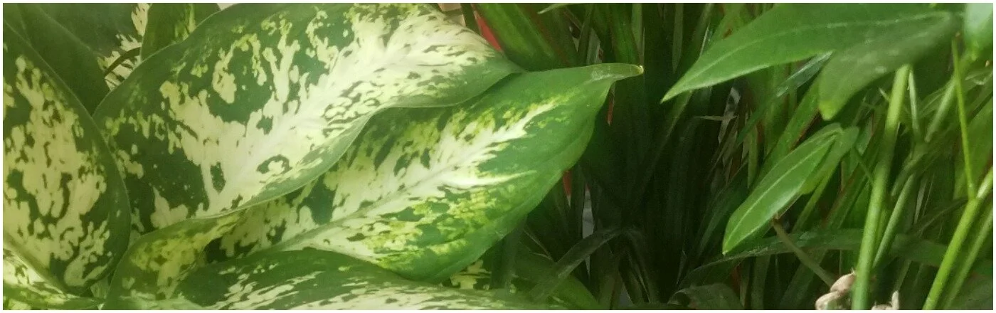 plants.jpg