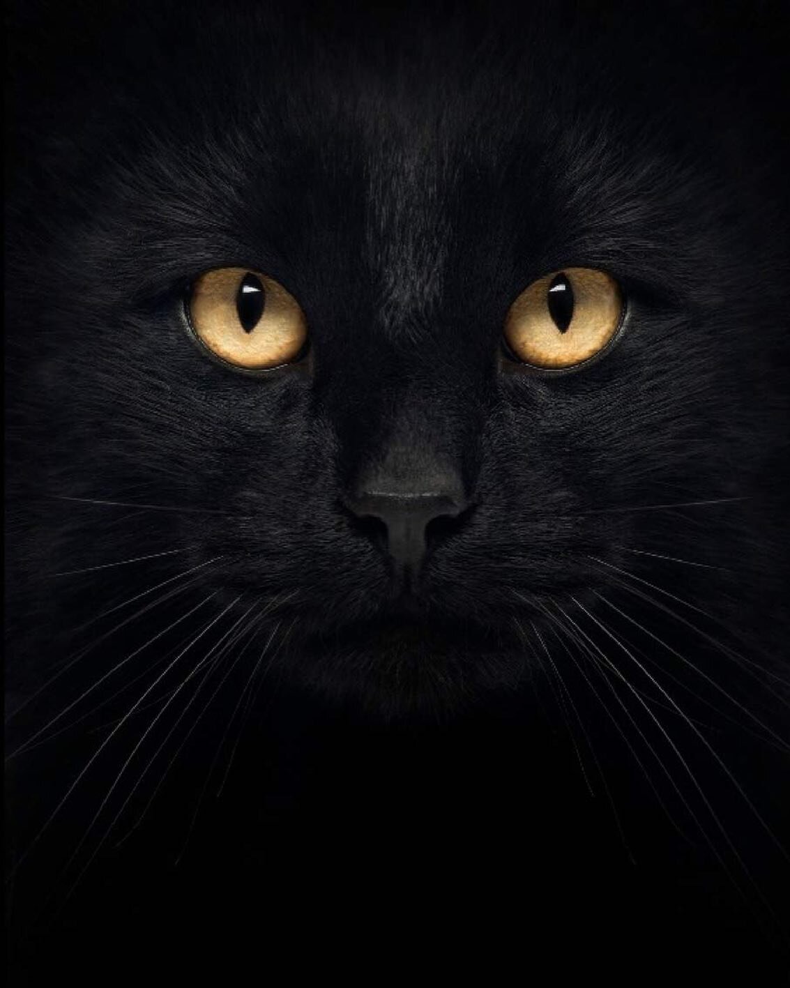 Journ&eacute;e Mondiale du Chat Noir 🐈&zwj;⬛ 
Aujourd&rsquo;hui est une date importante pour les chats noirs. Elle a &eacute;t&eacute; lanc&eacute;e afin de sensibiliser le public et les mettre en lumi&egrave;re, ce qui n&rsquo;est pas toujours le c