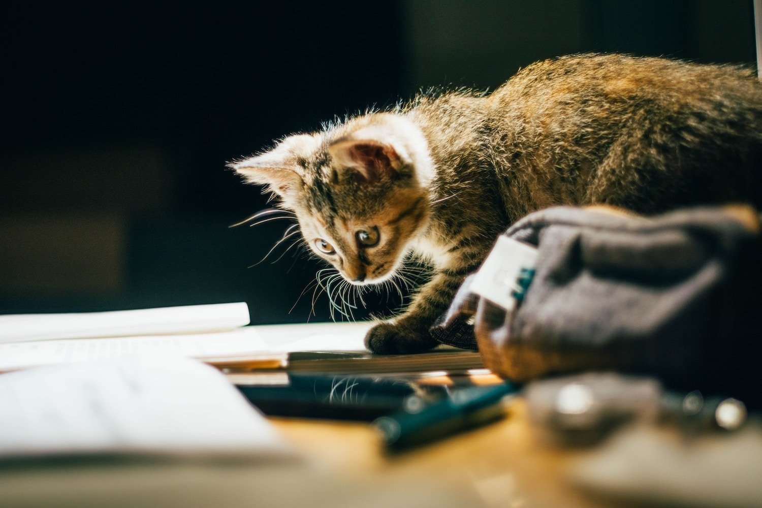Nos conseils pour bien préparer la rentrée avec votre animal de compagnie