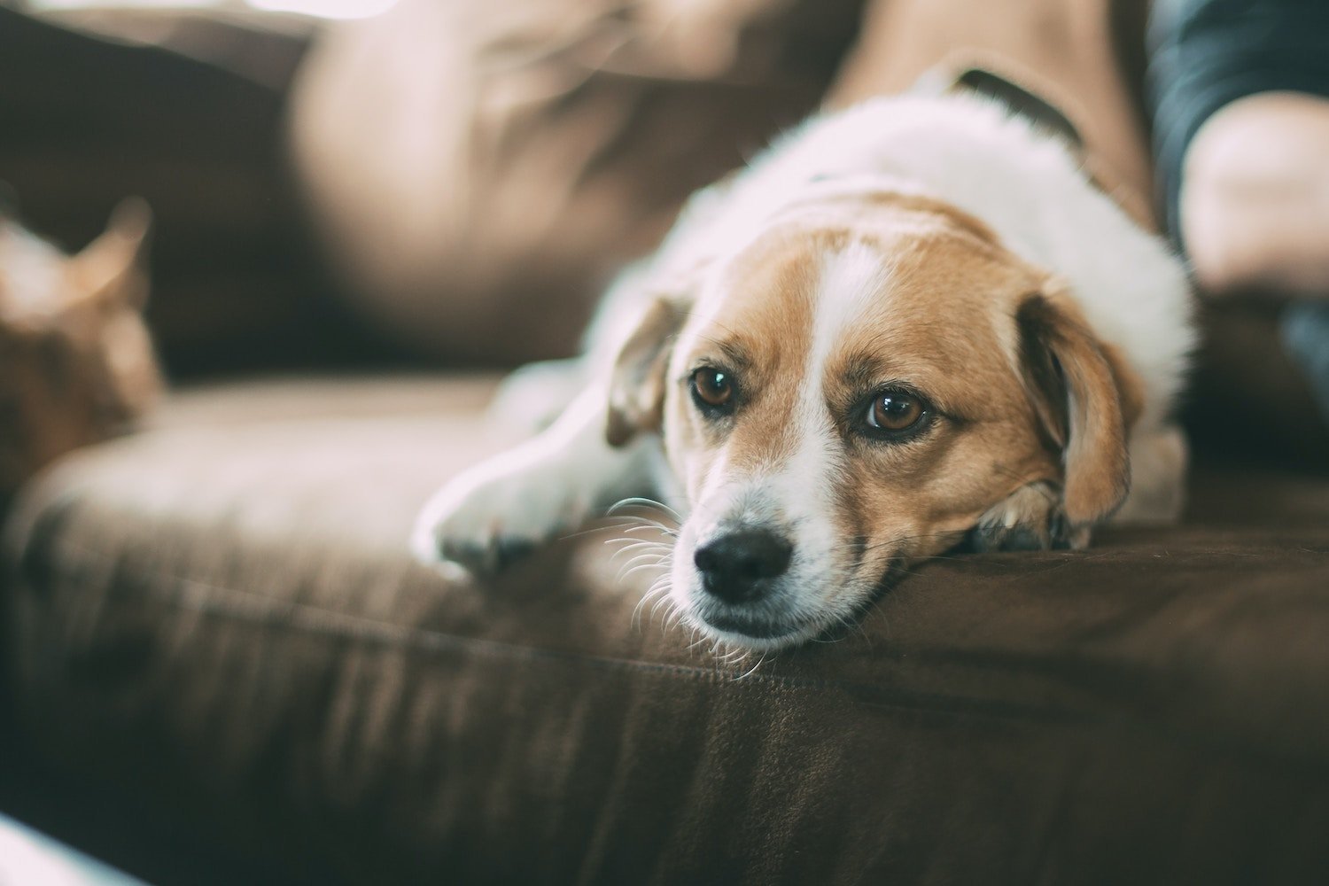 Savoir gérer le stress de son animal de compagnie : comment l