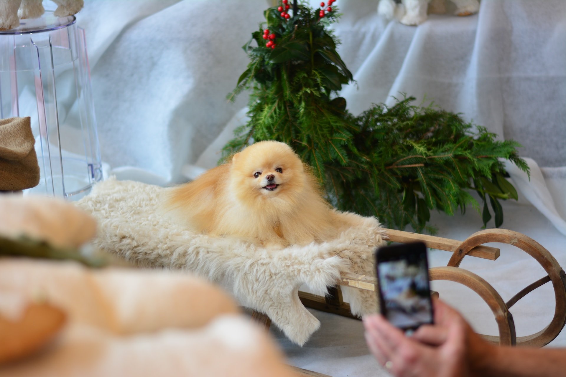Les signaux d'apaisement chez le chat et le chien : comment les reconnaître ?