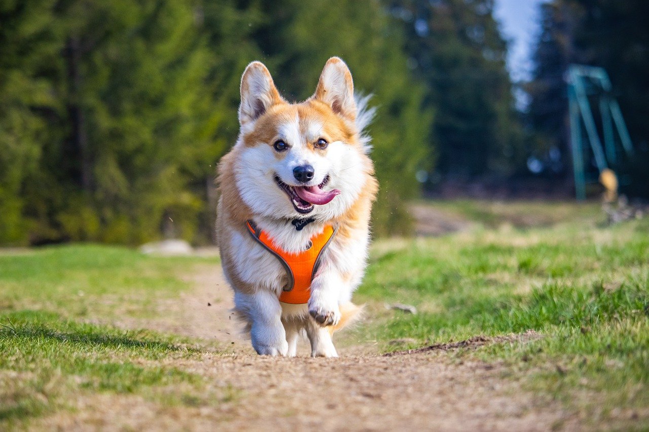 10 signes qui montrent que votre chat ou votre chien est en bonne santé