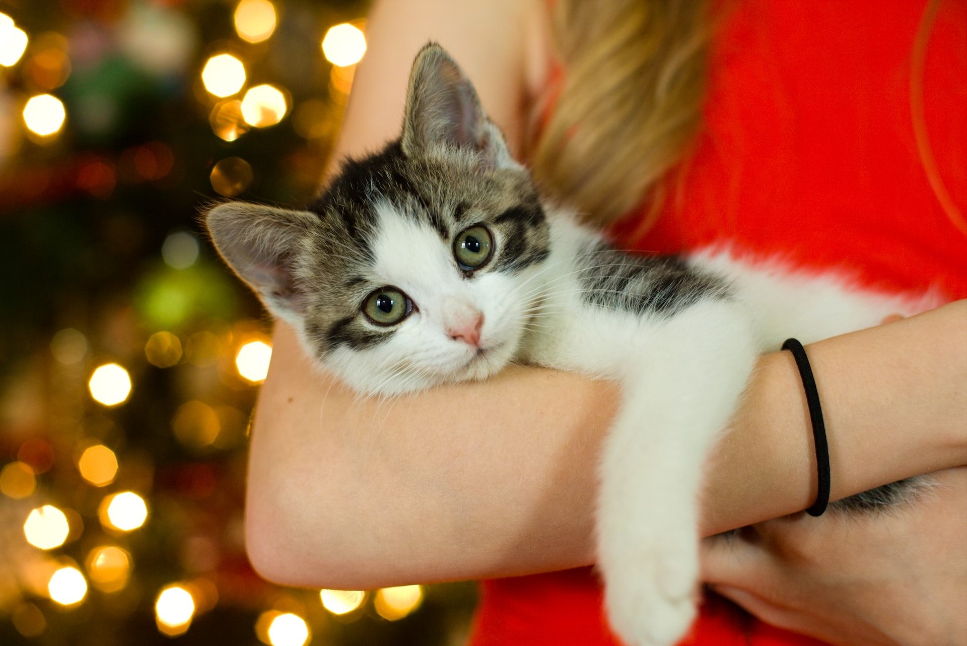 Comment passer un joyeux Noël avec votre chien ou votre chat ?