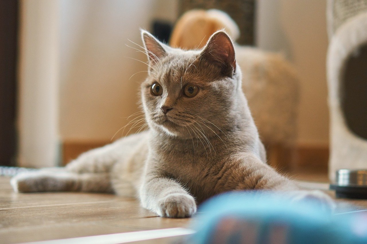 Pourquoi faire appel à une agence de communication pour animaux de compagnie ?