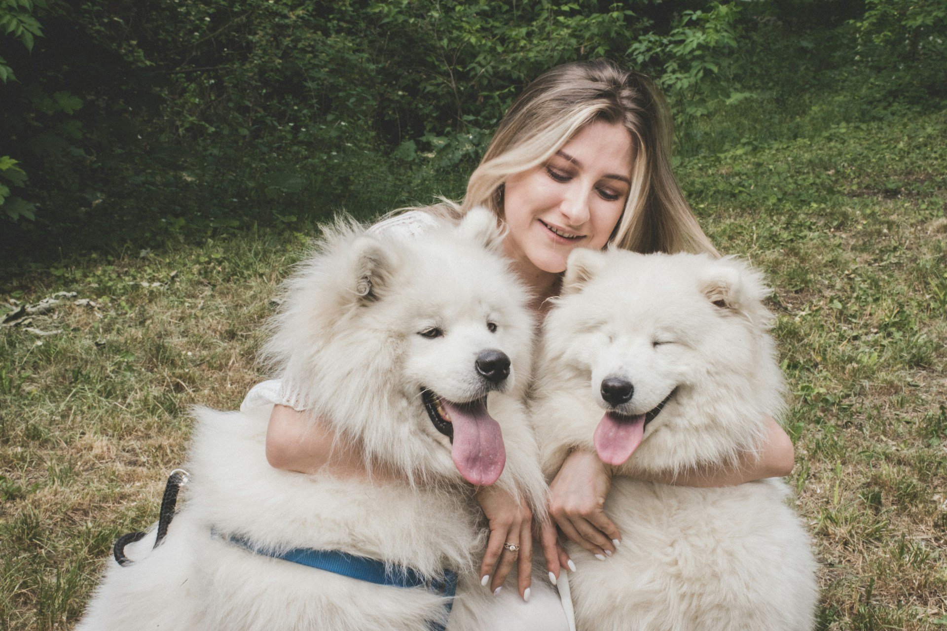 Petfluence : comment attirer les marques pour une collaboration avec vous et votre animal de compagnie ?