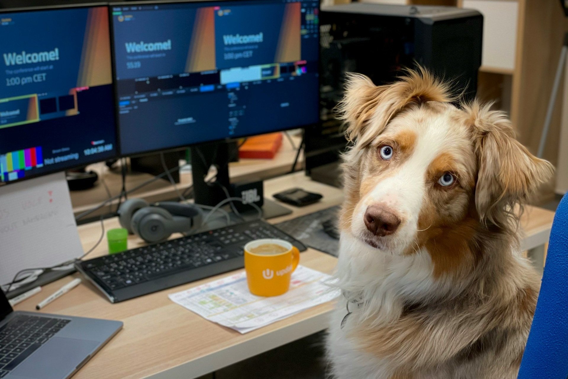 Comment optimiser le SEO du site web de votre marque animalière ?