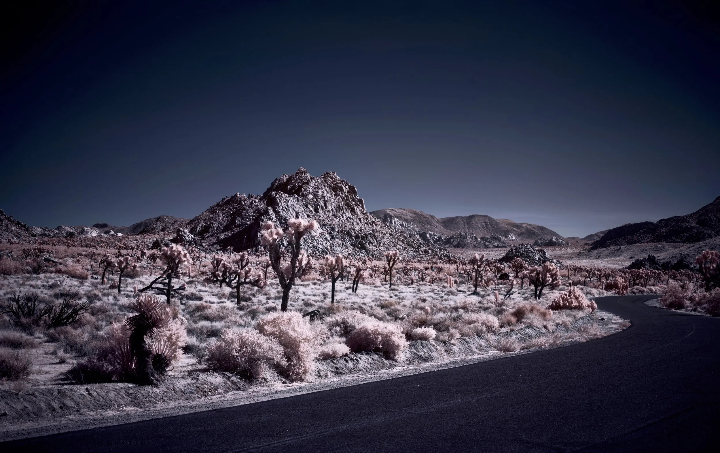 Joshua Tree - 1.jpeg