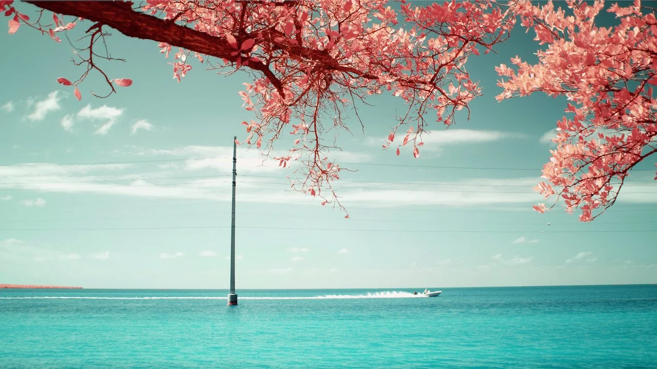 Bolide - 3 of 4.jpeg