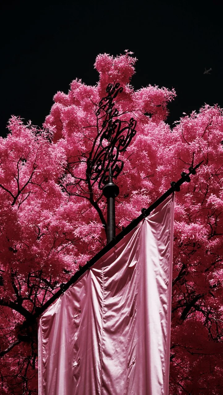 Central Park NYC finals - 6 of 15.jpeg