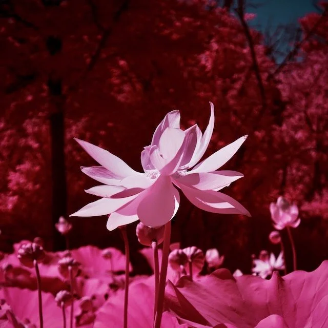 Kenilworth select - 2 of 10.jpeg