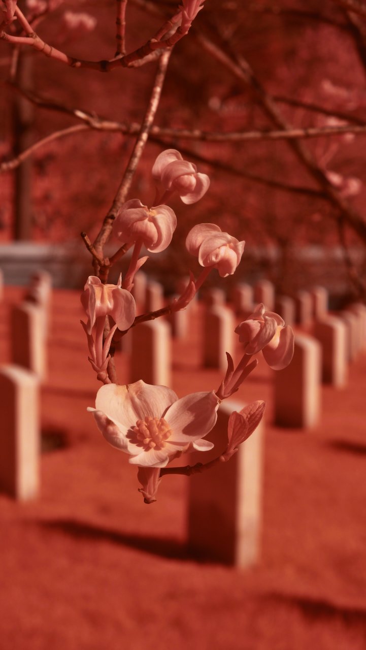 Results for- ~BOLIDE - 3 of 9.jpeg