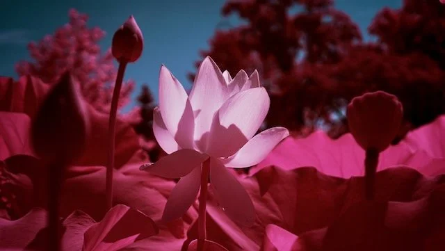 Kenilworth select - 10 of 10.jpeg