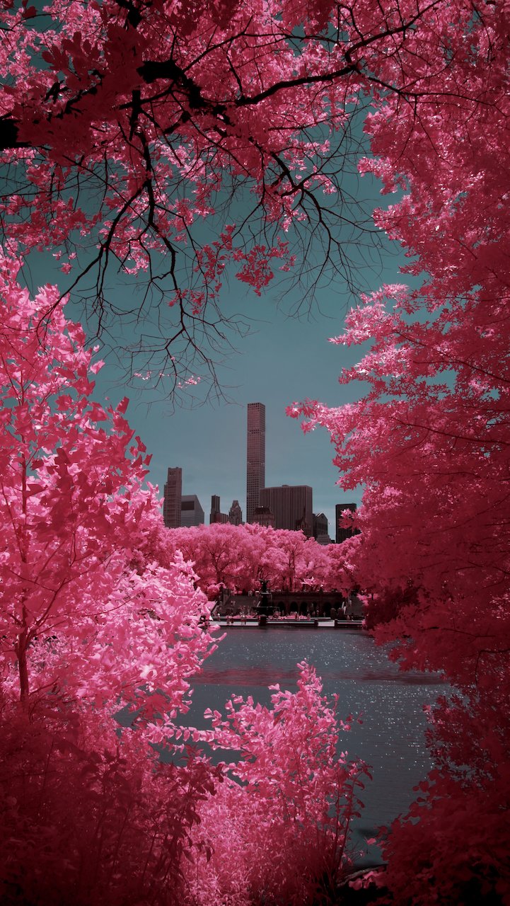 Central Park NYC finals - 10 of 15.jpeg