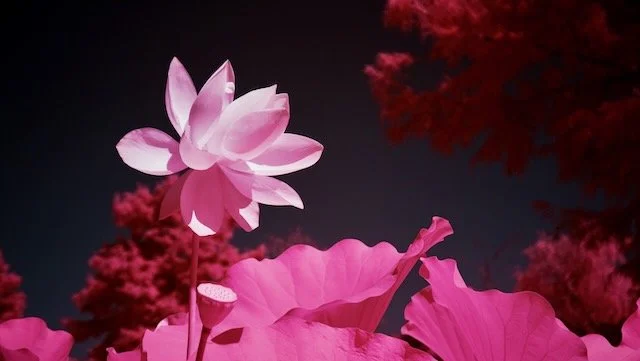 Kenilworth select - 3 of 10.jpeg