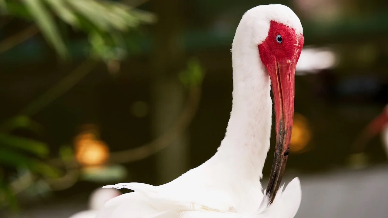 Bolide - 3 of 4.jpeg