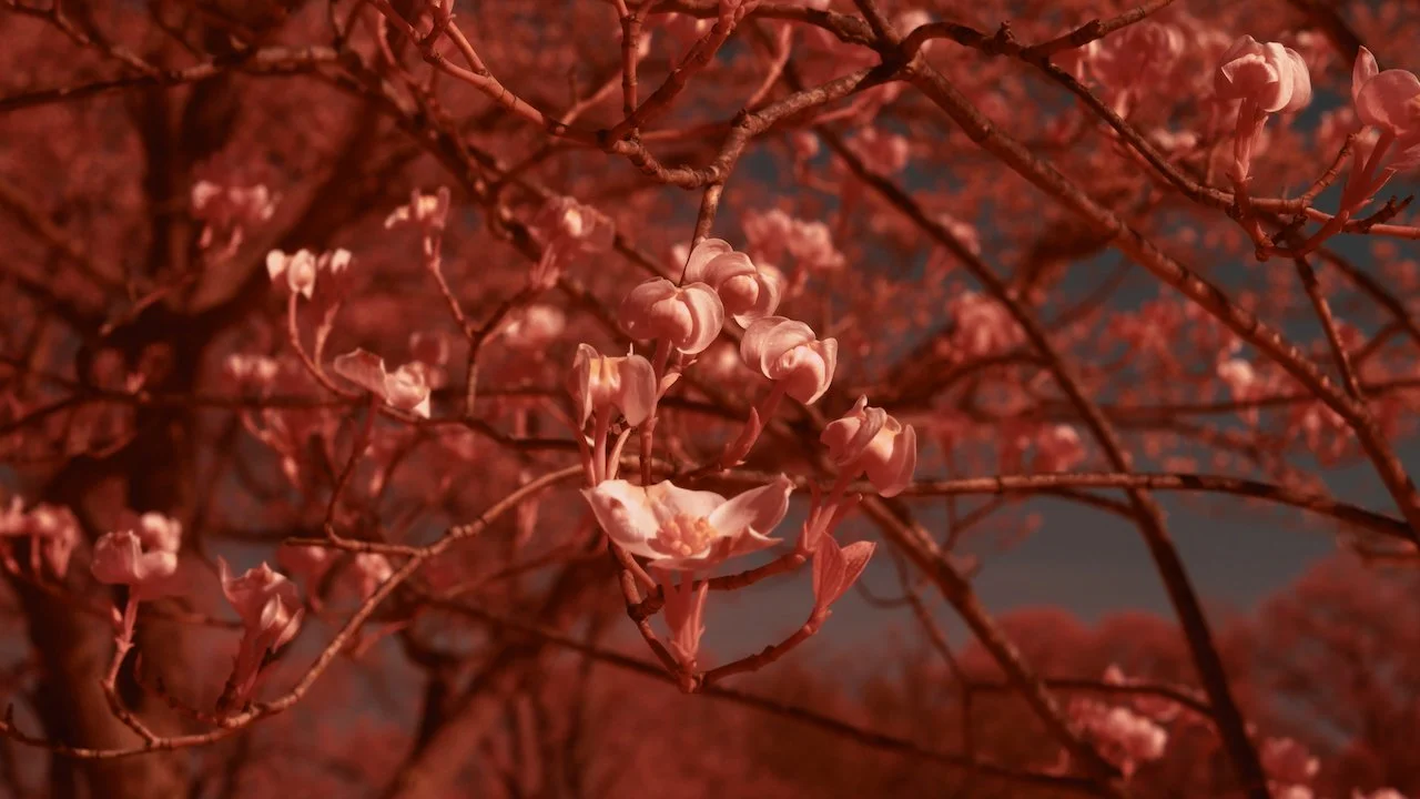 Results for- ~BOLIDE - 2 of 9.jpeg