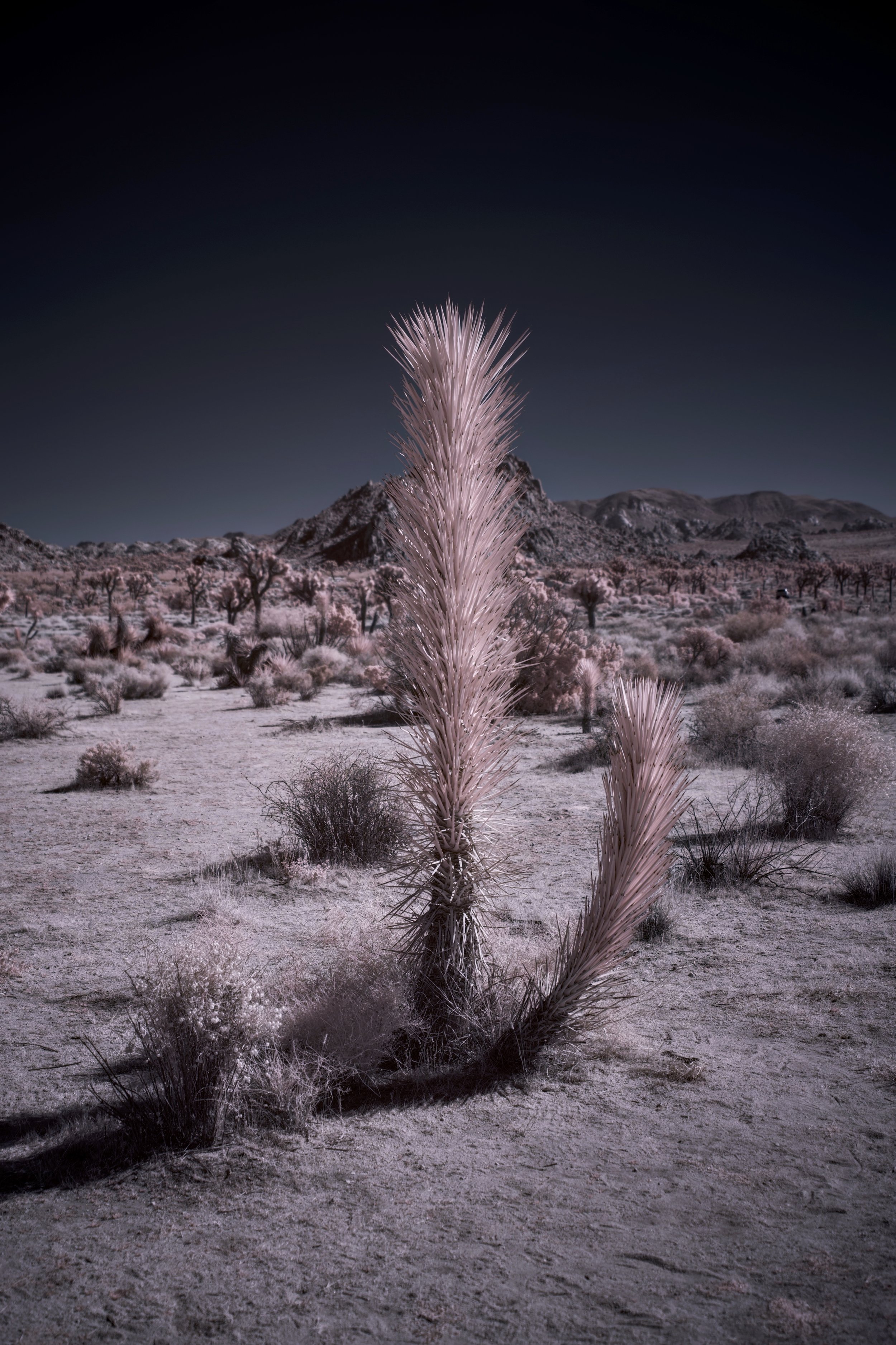 Joshua Tree - 2.jpeg