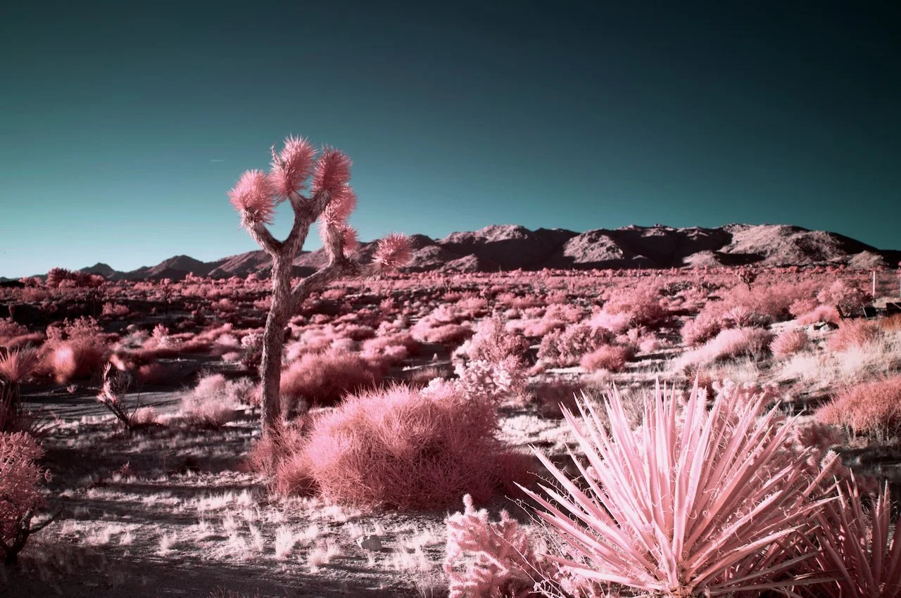 PUBLISH - 6 of 45.jpeg