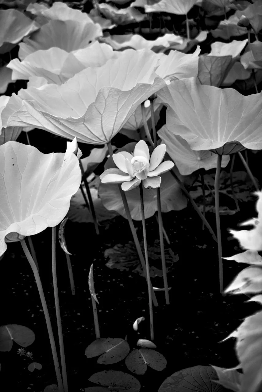 Kenilworth Dark 720nm IR - 5 of 8.jpeg
