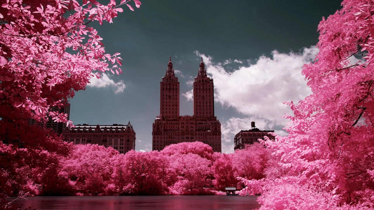 Central Park NYC finals - 12 of 15.jpeg