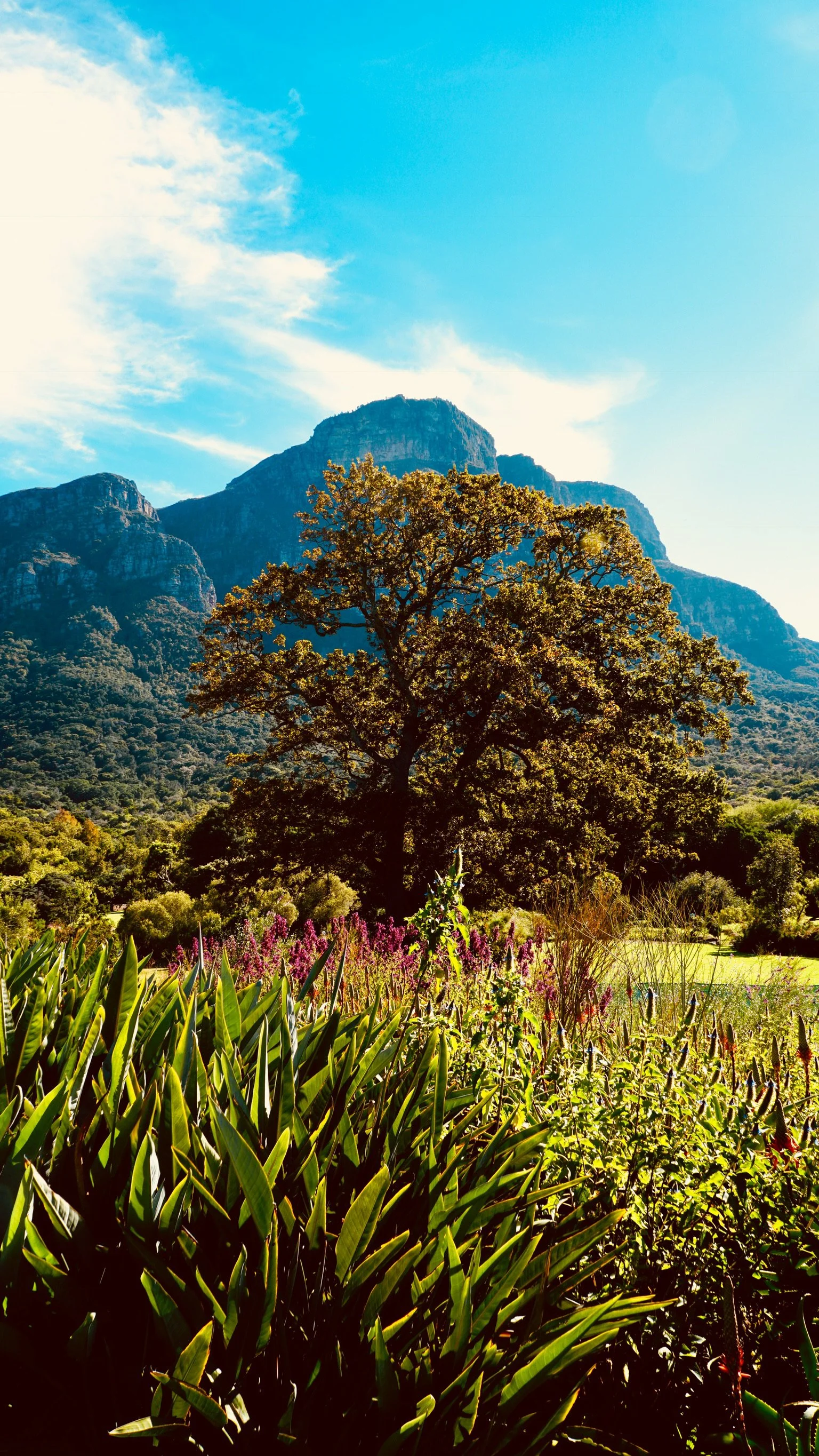 Kirstenbosch Botanical Gardens, ZA