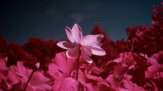 Kenilworth select - 4 of 10.jpeg