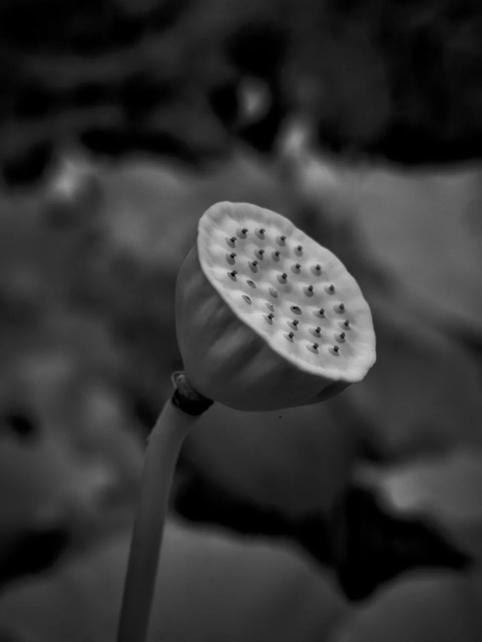 Kenilworth Dark 720nm IR - 4 of 8.jpeg