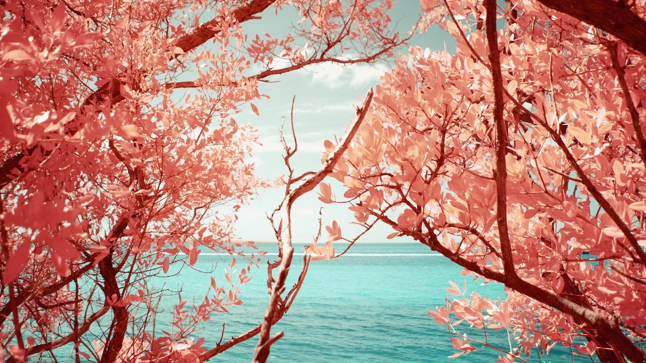 Bolide - 2 of 4.jpeg