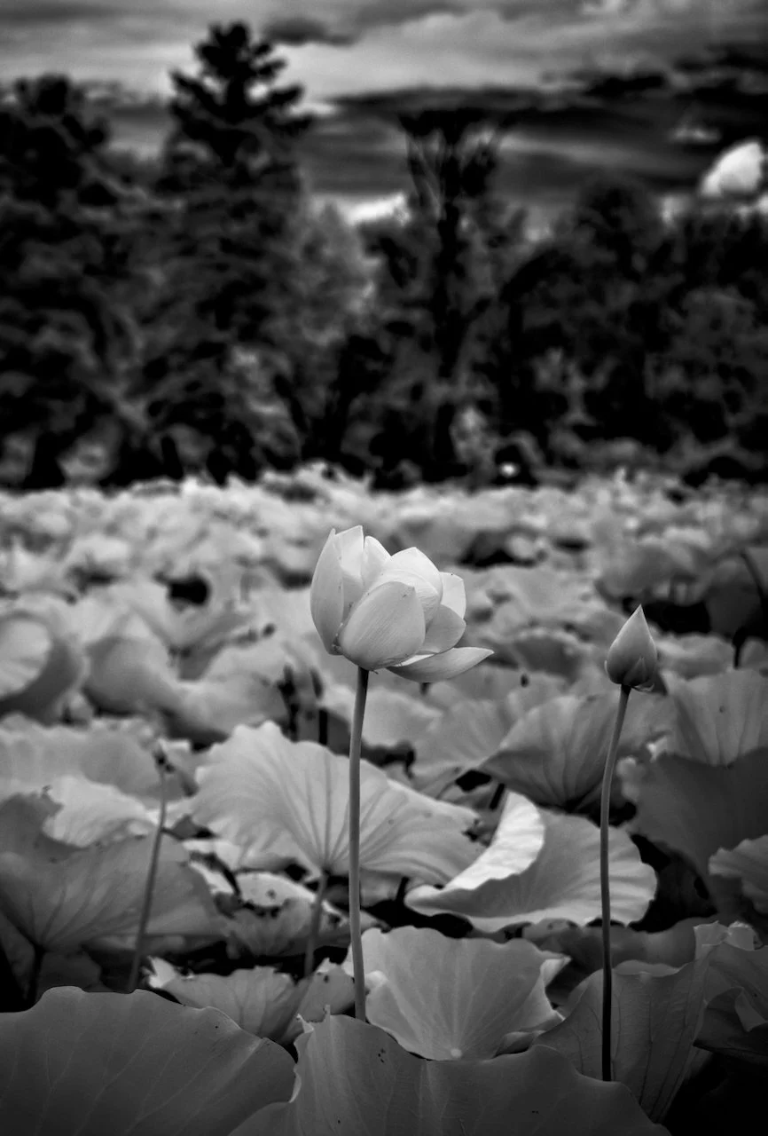 Kenilworth Dark 720nm IR - 2 of 8.jpeg