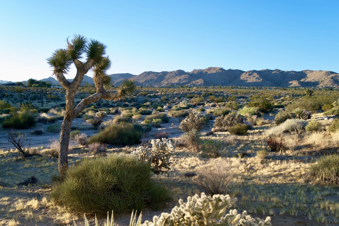 Joshua Tree, CA