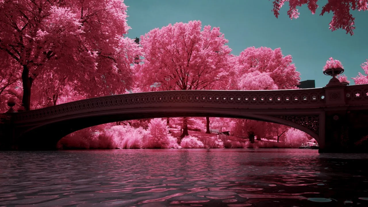 Central Park NYC finals - 11 of 15.jpeg